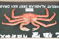 堪察加擬石蟹藏品圖，第3張